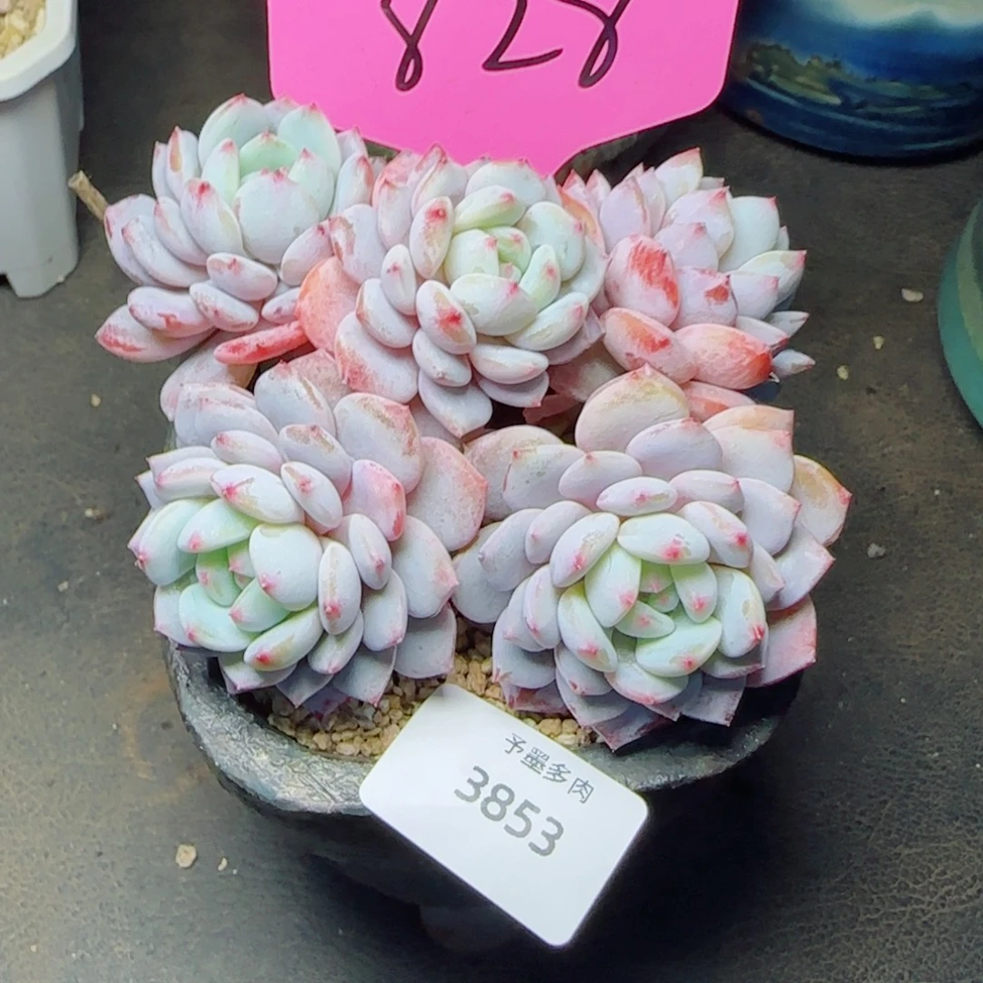 长杆星星橙，3853多肉植物