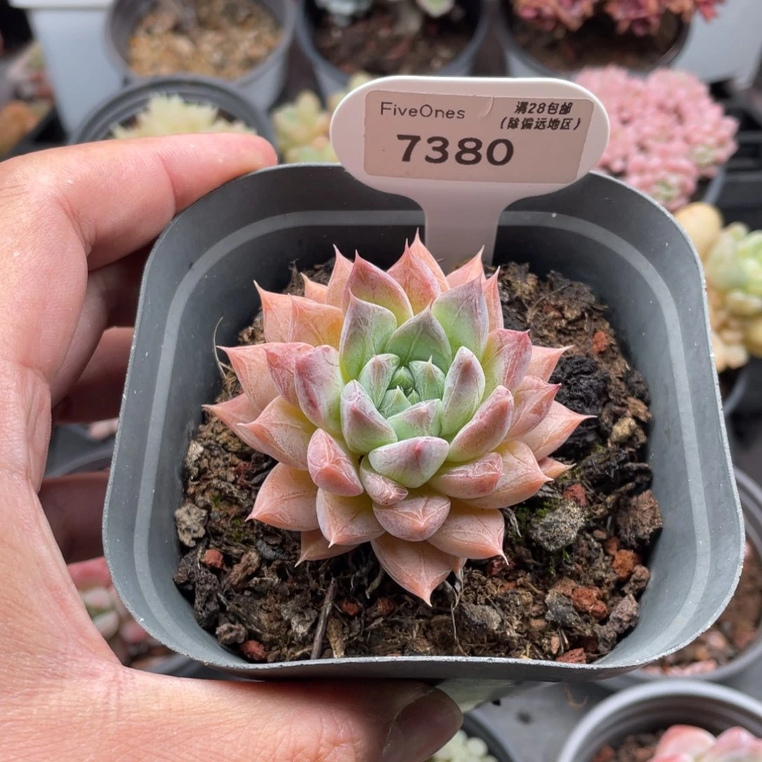 7380杜里万6.5厘米