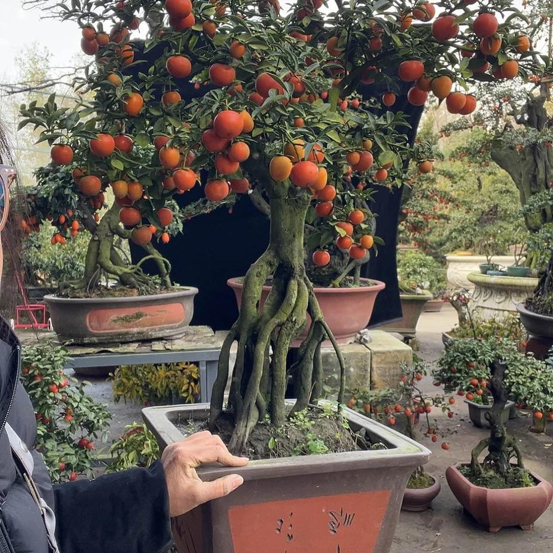 金弹子盆景喜欢的来