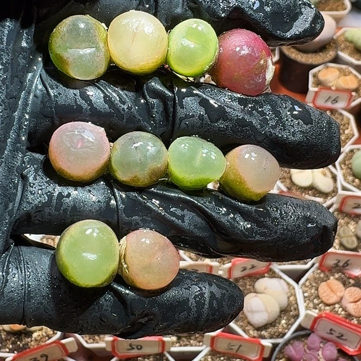 生石花2223//。  88