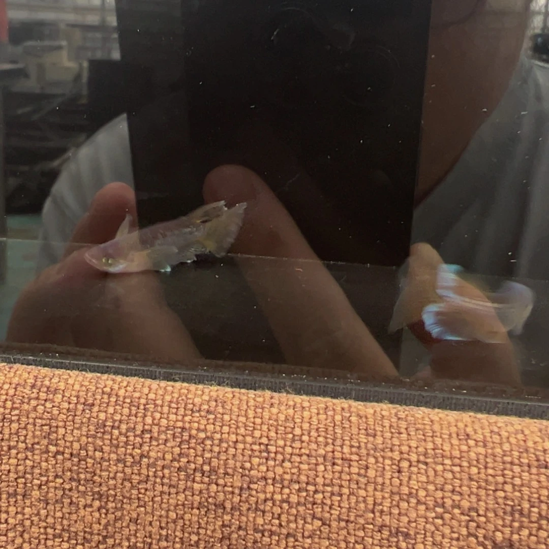 青鳉鱼607.巧克力橙真长鳍一对