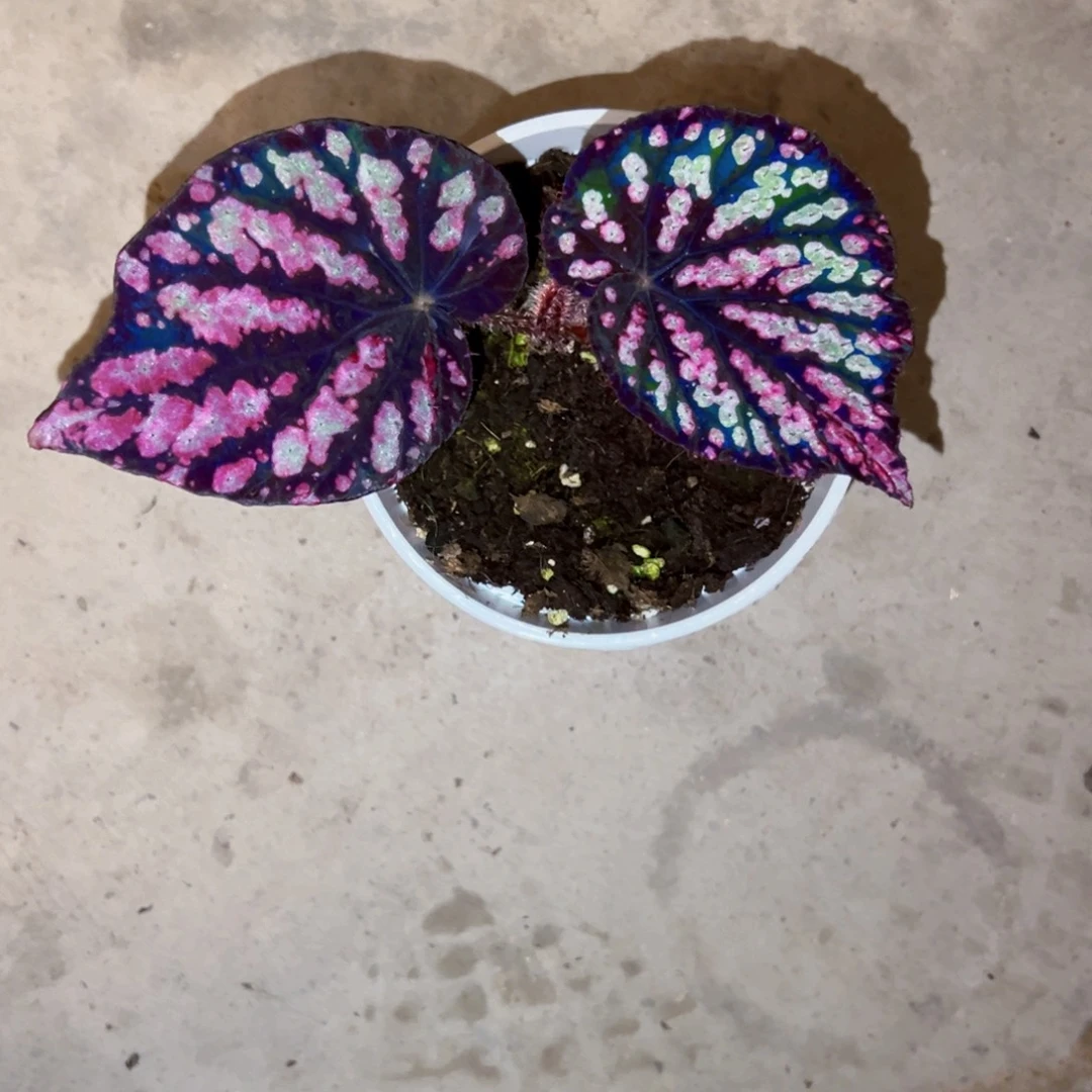 无花朵霓虹灯秋海棠