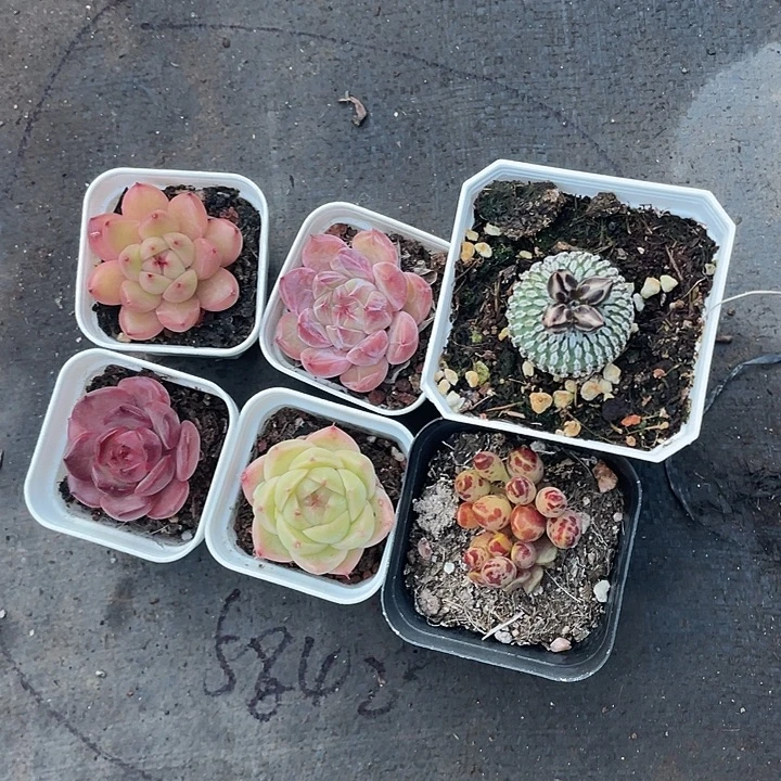 沉***淀六颗精品小多肉带盆发货