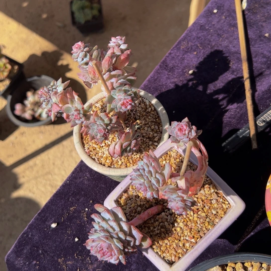 新年快乐 新年快乐