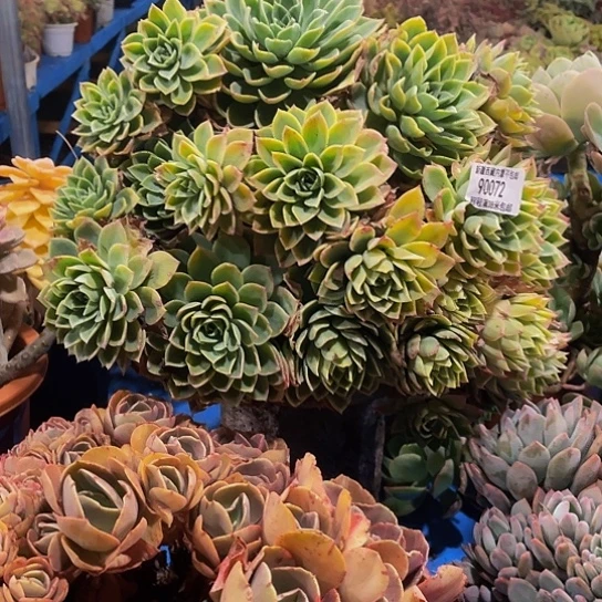 再**雨三色谨90072多肉