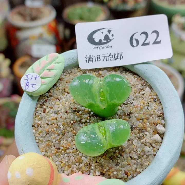 生石花花花花花花622