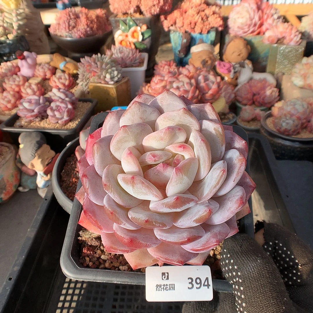 394玫瑰梦露多肉植物