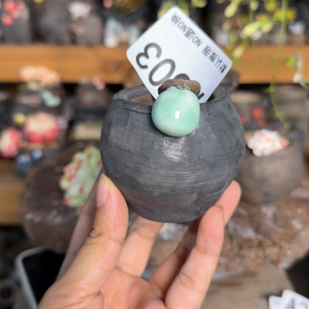 重庆小燕子欢迎大家303