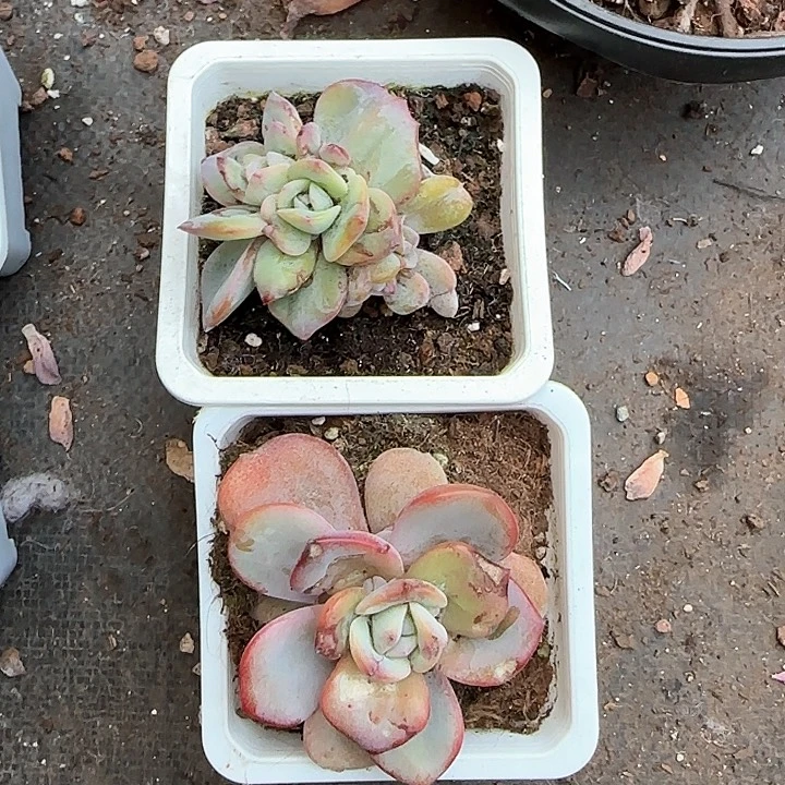 快**舞青蛙王子儿童牙膏111