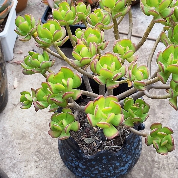 达摩宝珠整无砍多肉