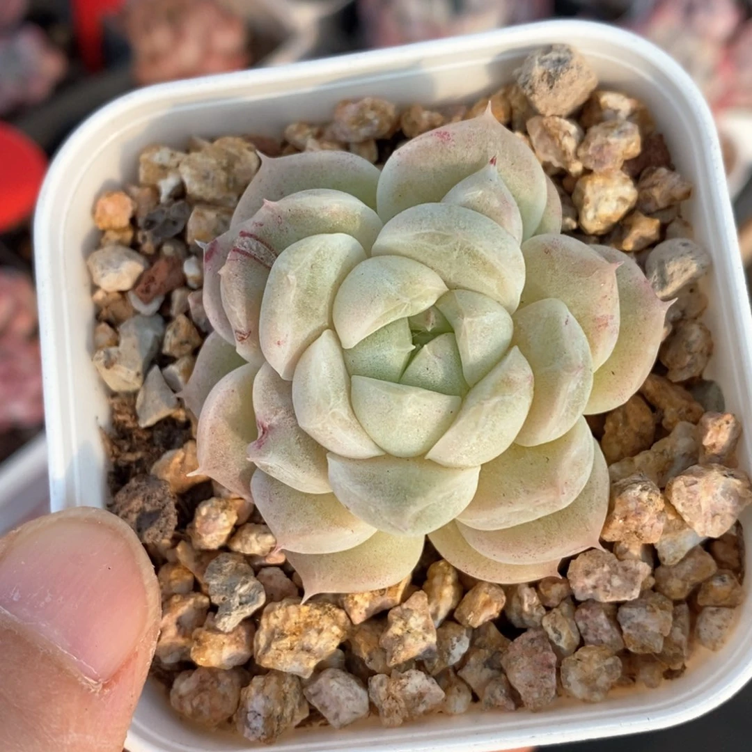 精品多肉一物一拍141