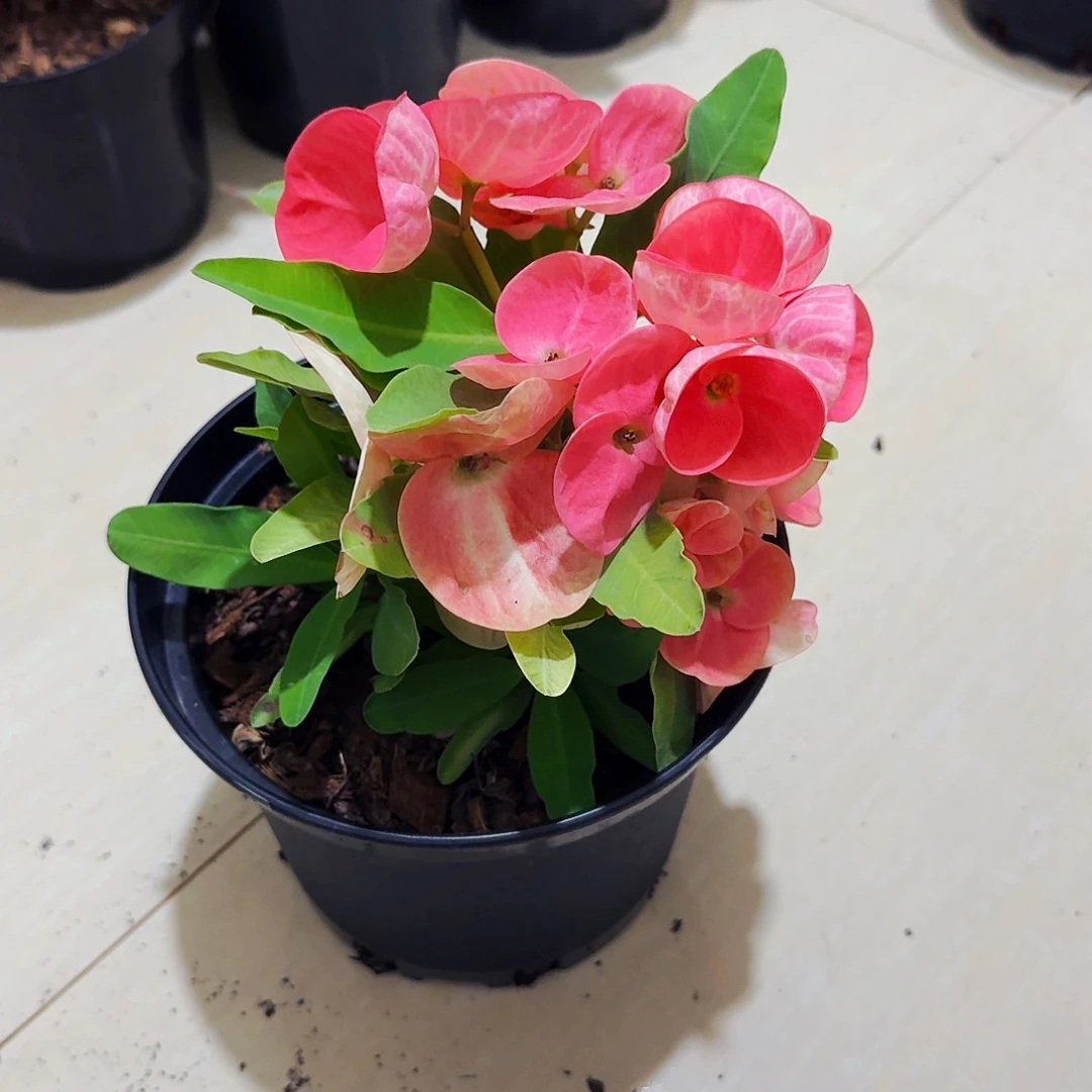 一***金完全开放准备好去爱直播间一物一拍