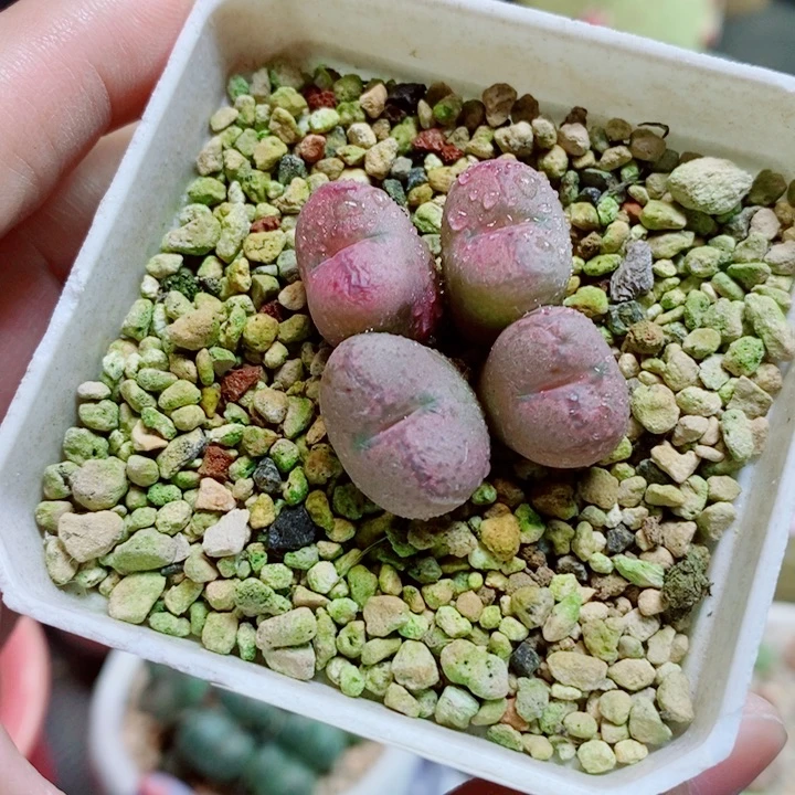 倪***妮生石花花花花花花花79