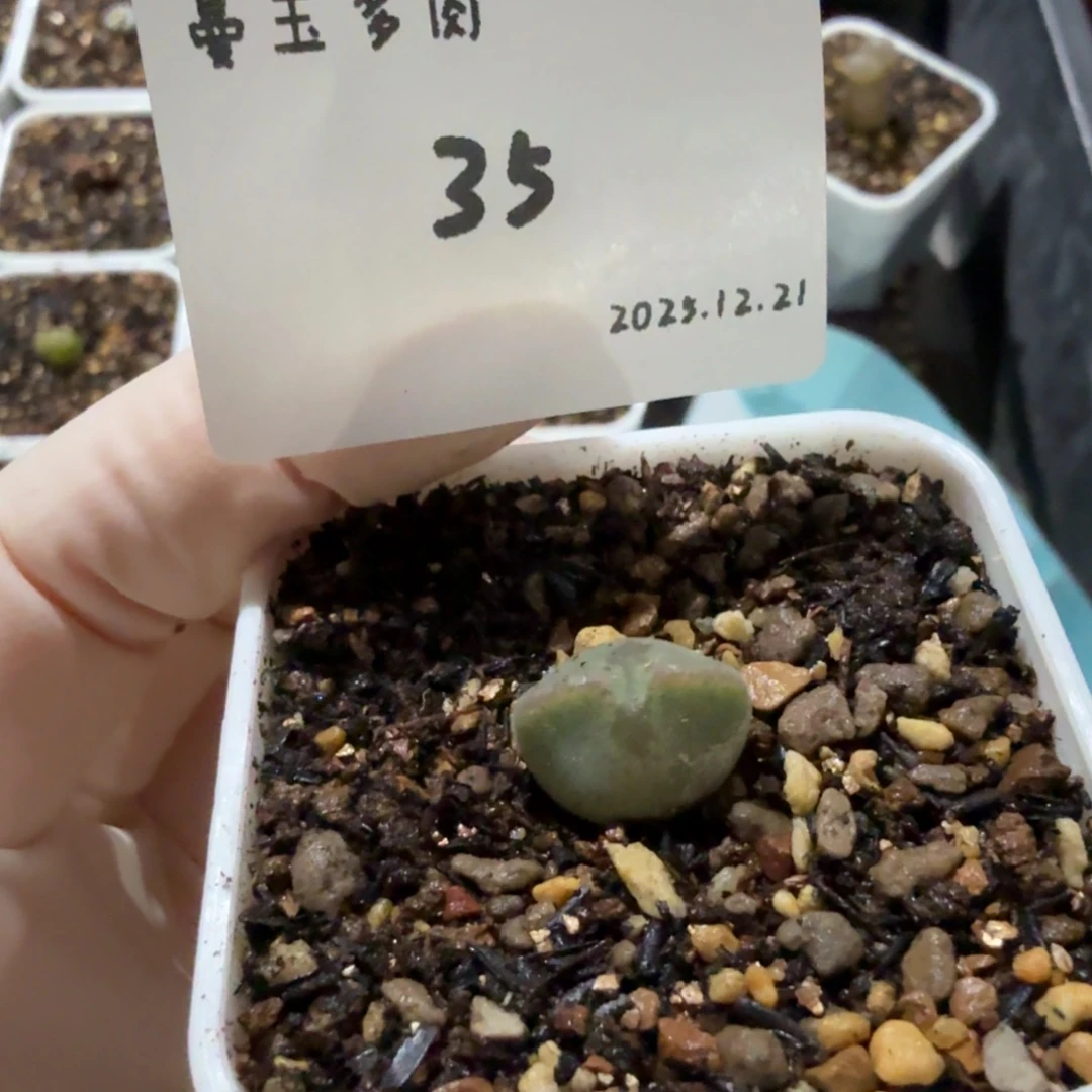 S****多肉多肉多肉12.21-35