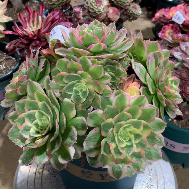 716海王多肉植物