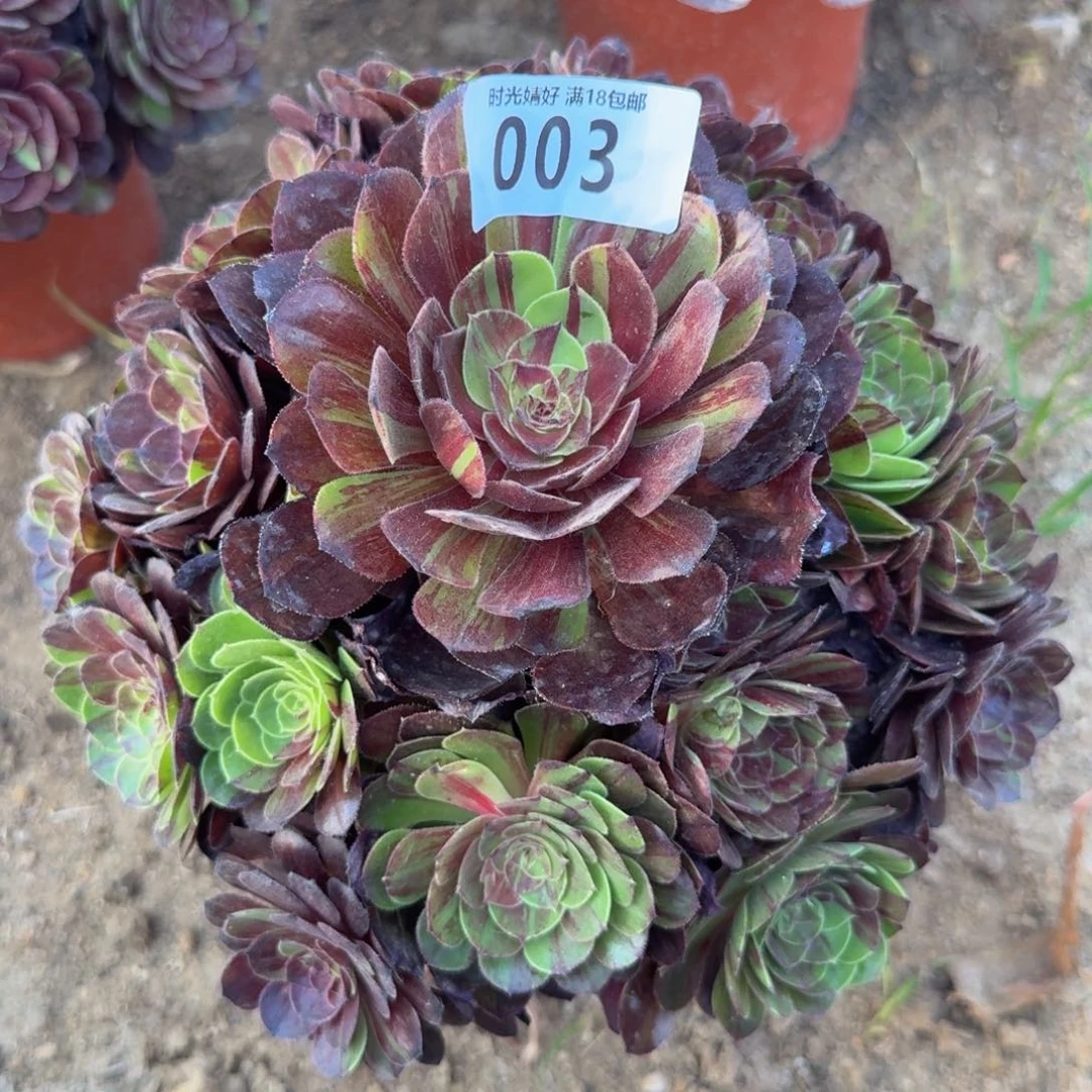 003花月夜。多肉植物