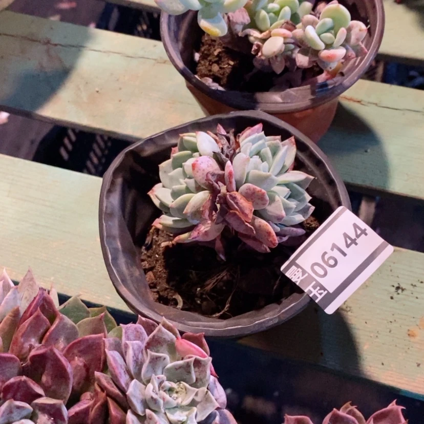 【闪购商品】岚****室杂06144