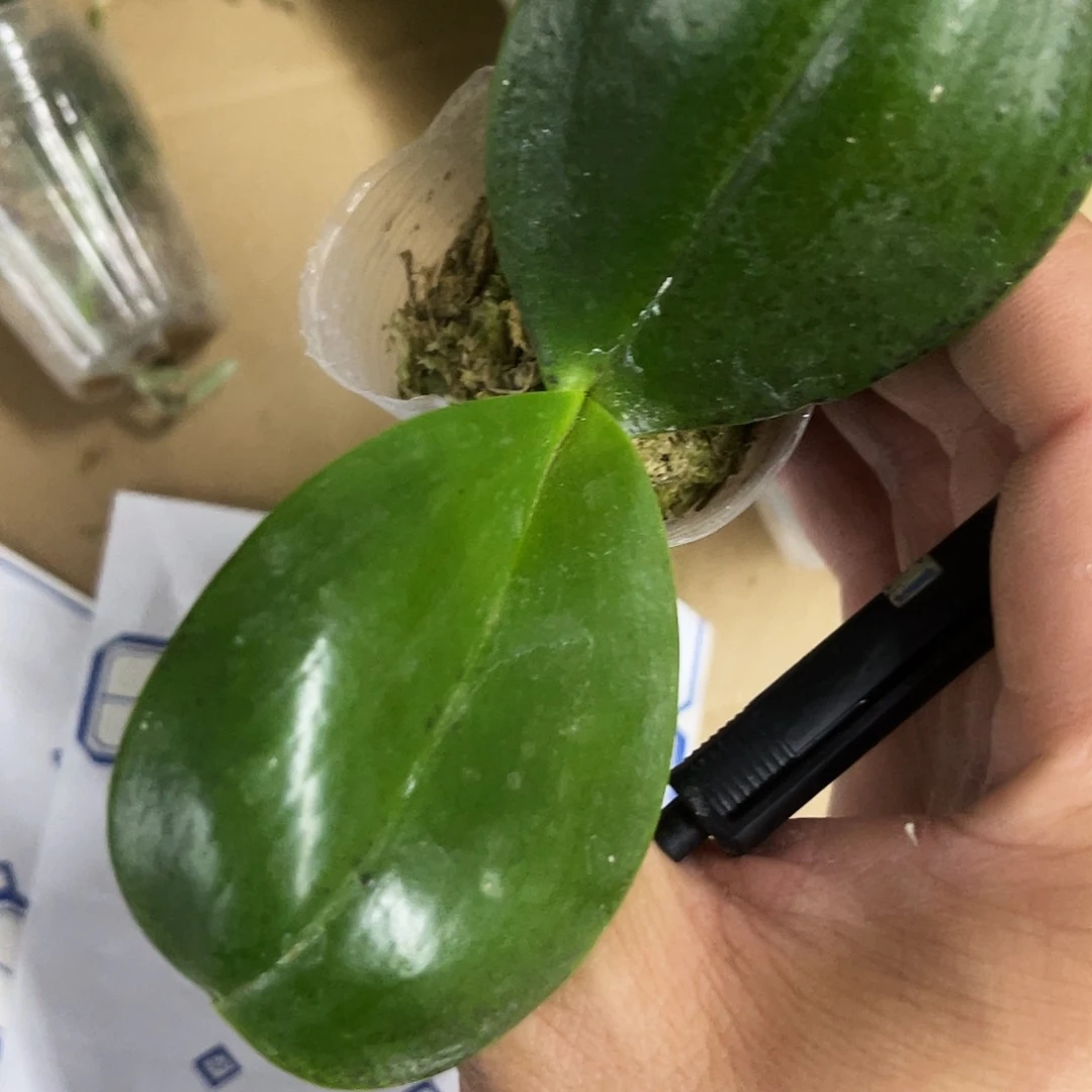 当前无花栽培后可以开花在**礼蝴蝶兰弥陀国王1.7