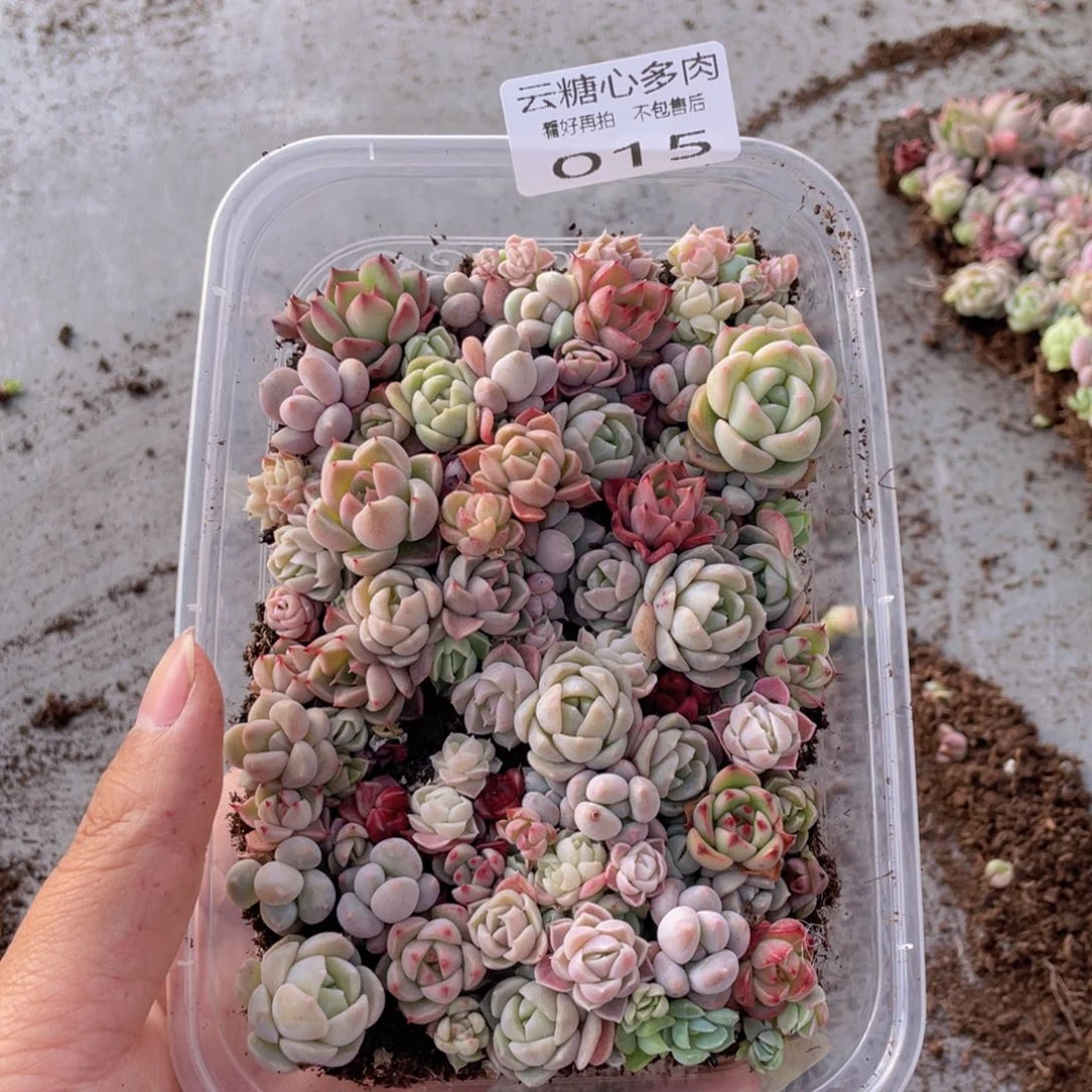 云糖心多肉植物15