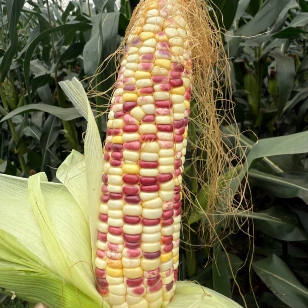 莆田本地花玉米糯玉米