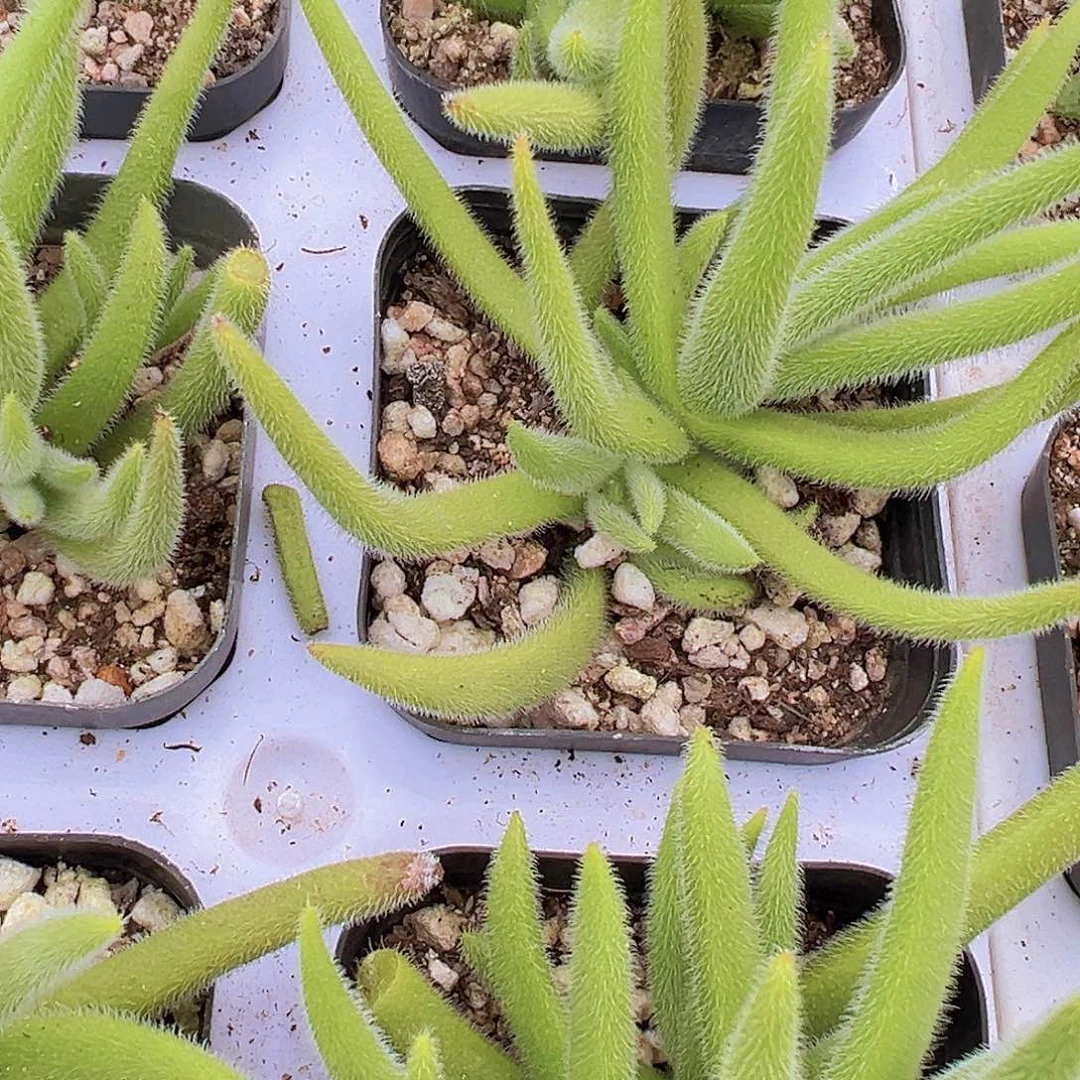 银狐拓土发货19包邮