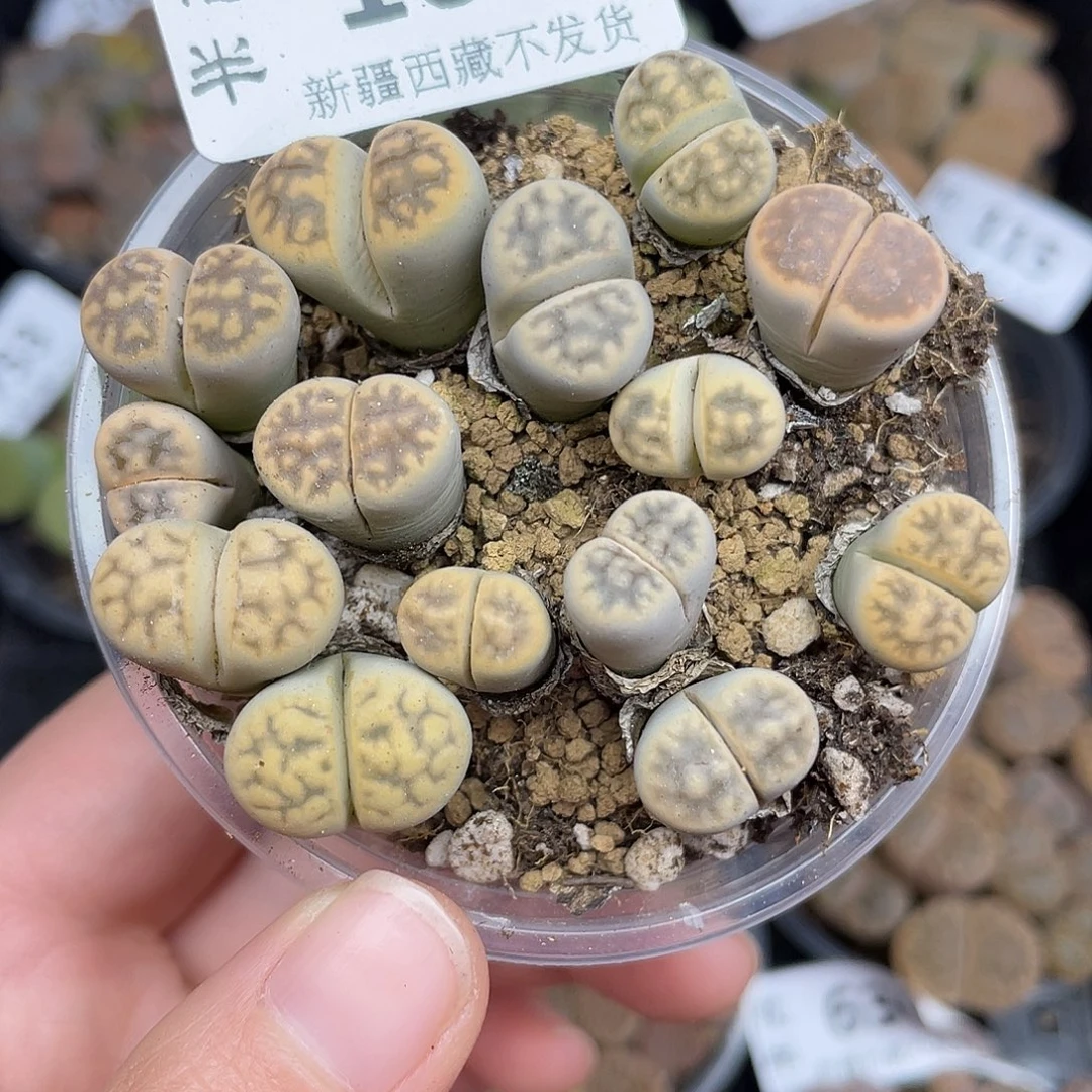 107000000花花花花花花花花花