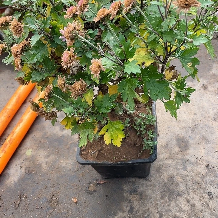 翛***～无花朵35菊花菊花菊花家花花