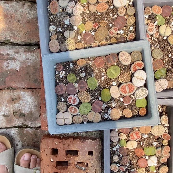 依***恋生石花等植物的生长413