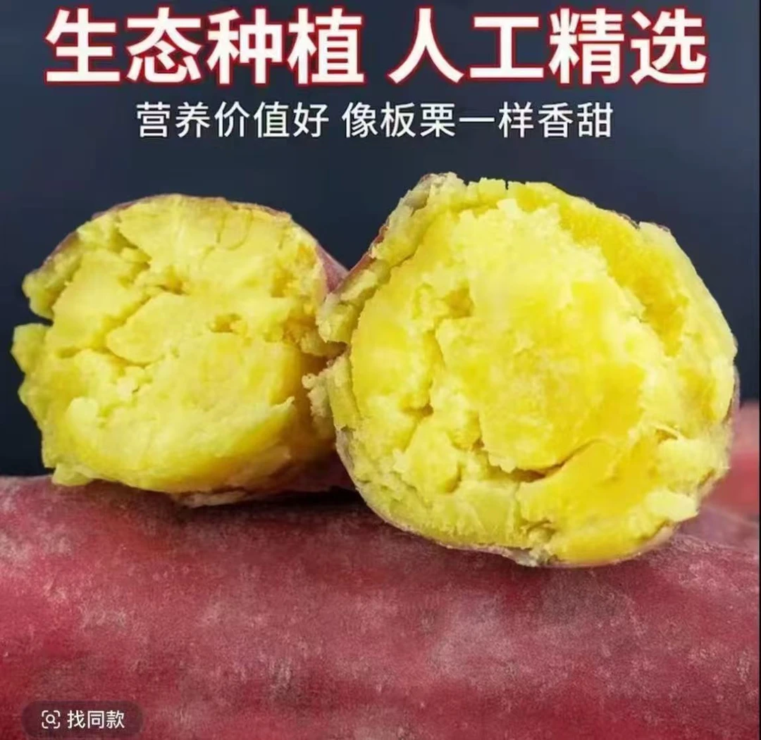 正宗沙土地新鲜现挖板栗红薯软糯香甜粉面无筋无丝 T