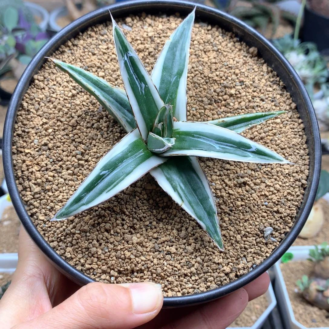 冰山龙舌兰脱土多肉
