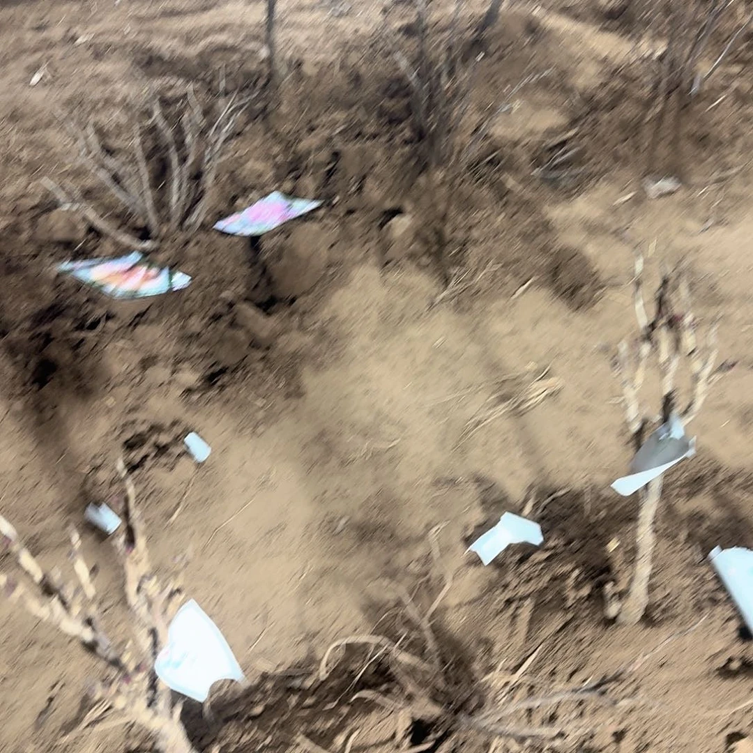 无花朵11111111111