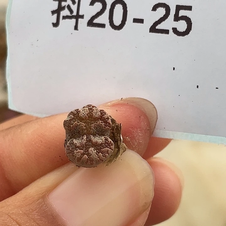 20-25超碟多肉植物