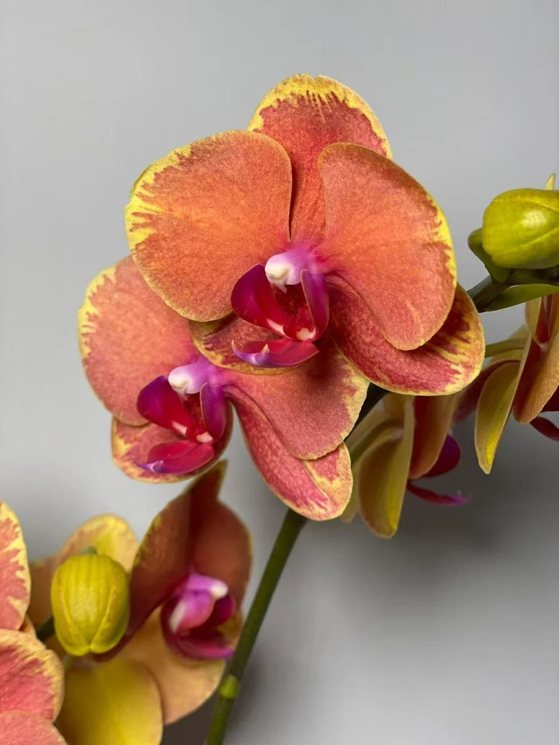 （闪边金橘）室内高端兰花1棵  云南直发