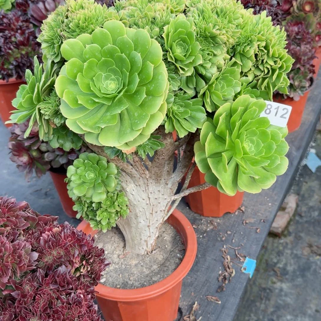 ?**天812多肉植物绿缀