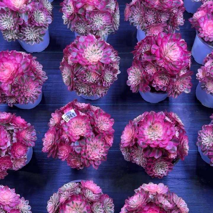 ❀*?樱桃福利多肉植物1颗