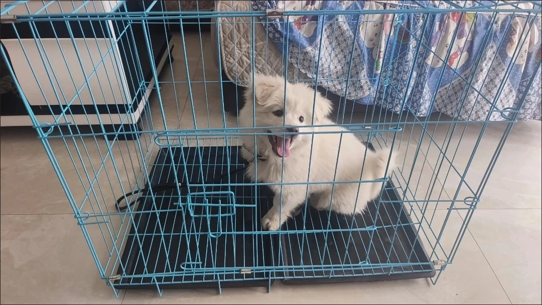 狗狗春夏秋冬四季笼