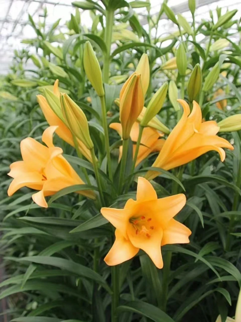 四季可种1颗【迪芙斯】18/20庭院阳台铁炮百合花球