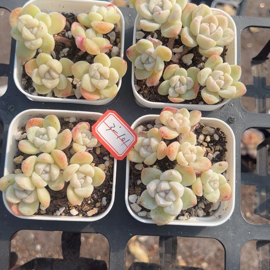 一****儿小卡拉米糖心一物一拍3-101