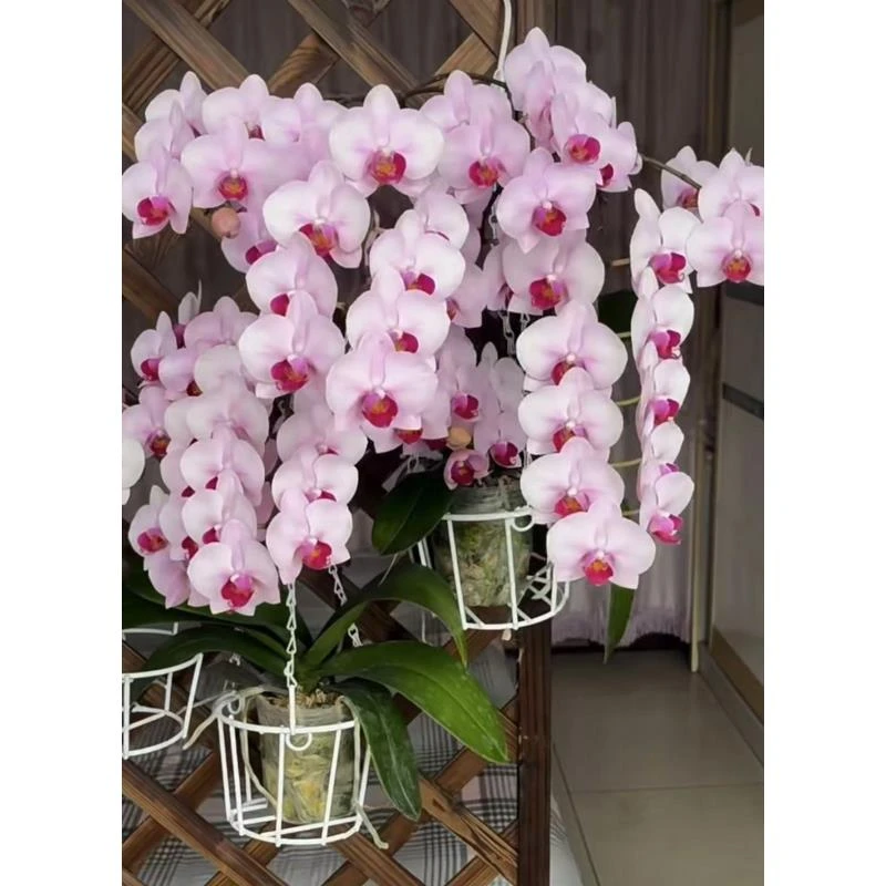 稀少品种 2个花剑 【杭州美女】蝴蝶兰