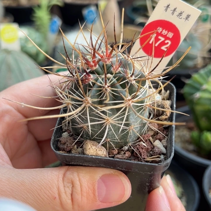 实生狂刺林氏幻虾4.2cm
