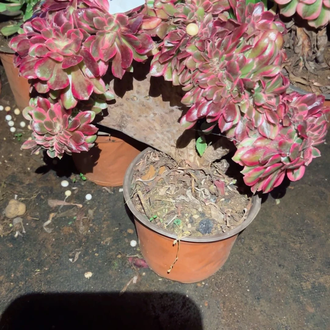 2283 号多肉植物法师新年福利疤痕