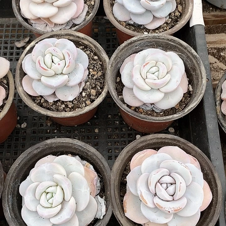 魔*19-146号一物一拍雪