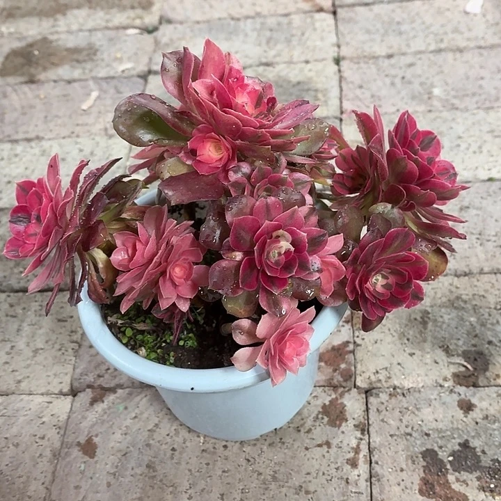 香妃法师脱土泡沫蛋发货