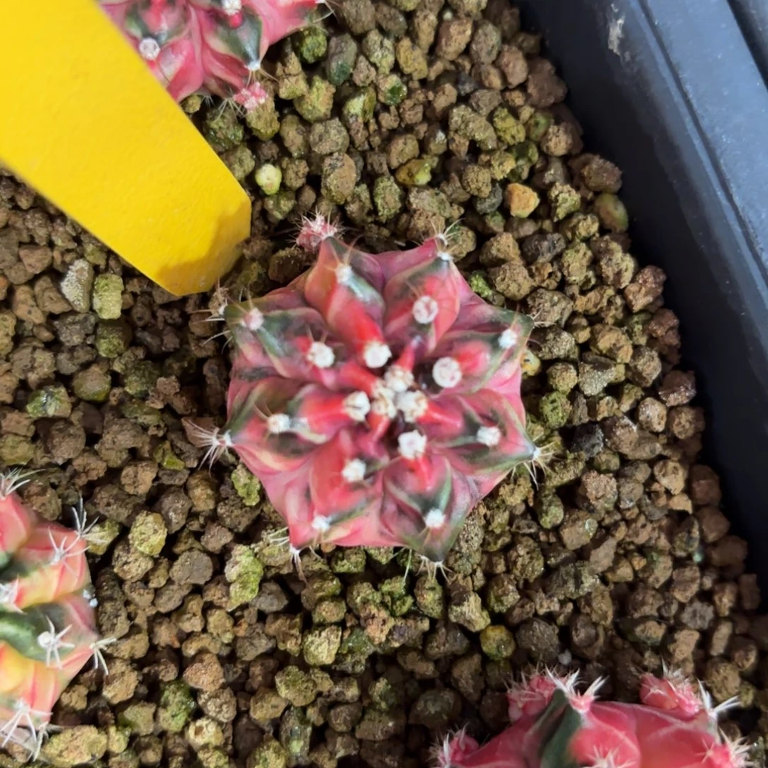 L528-1218泰国发货 海神锦