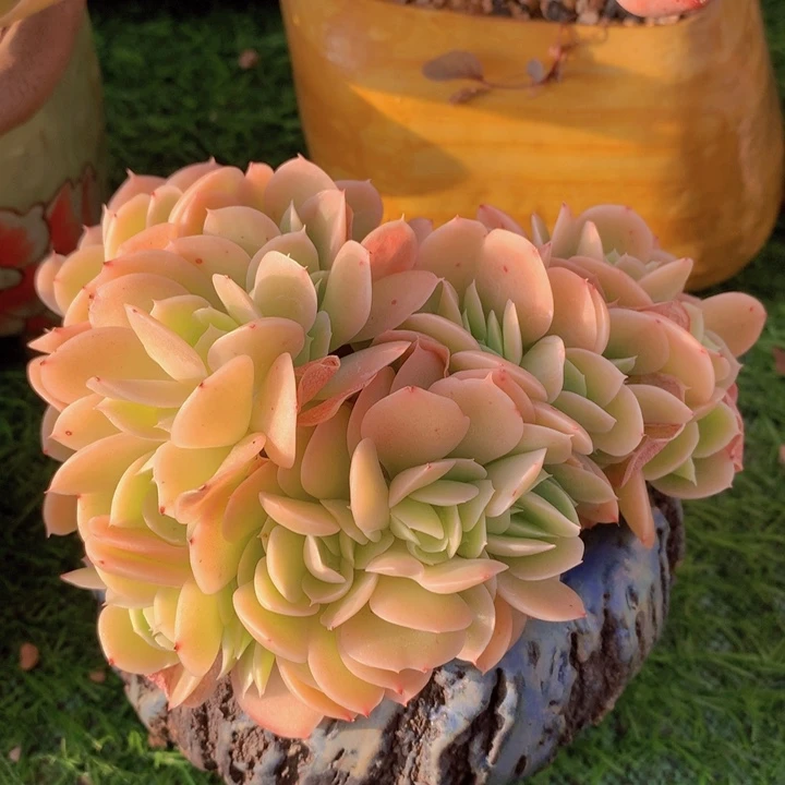 星纳塔12 公分一物一拍