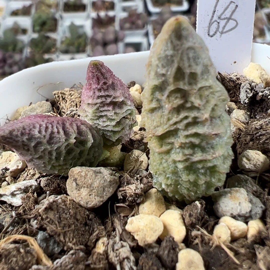 倒刺融化纹冰激凌大苗纹路款多肉