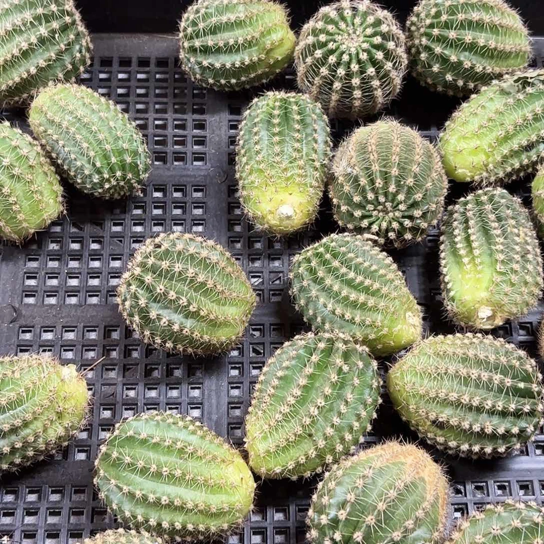 16-89彩侧牙20包邮6