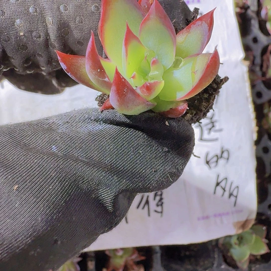 惊鸿仙子两颗一组