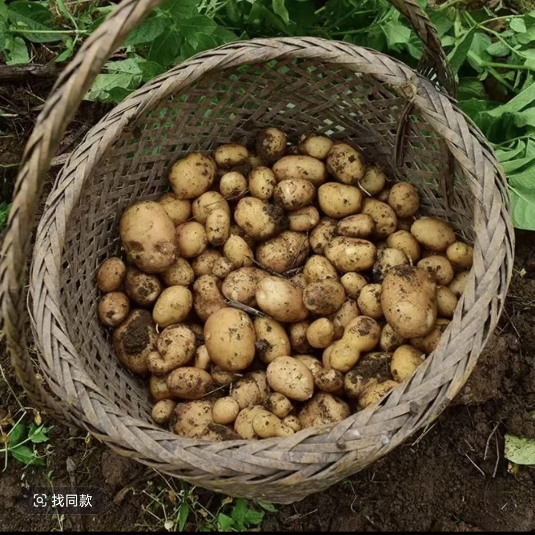 湖北农家自种黄心小土豆现挖现发当季新鲜洋芋