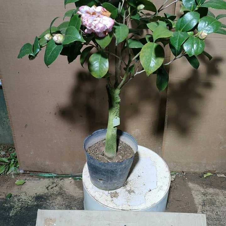 138宽彩带，原盆原土发货，不包邮